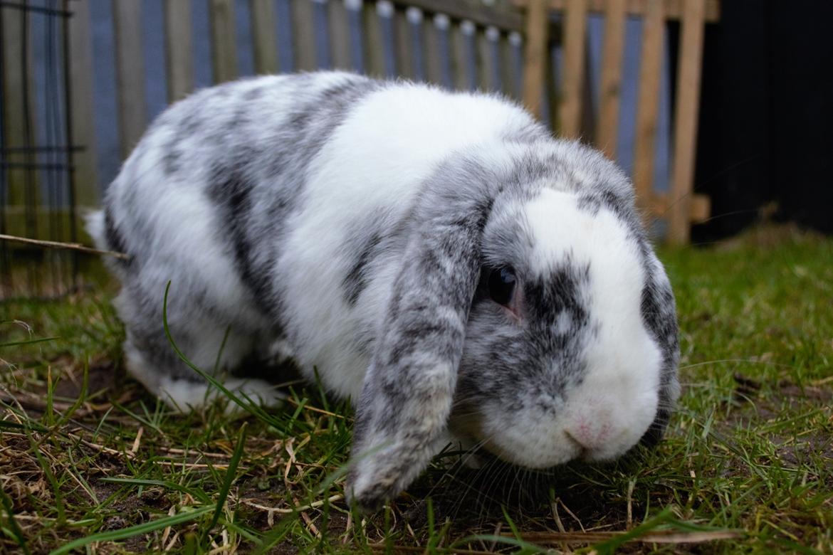 Kanin Chippo billede 9