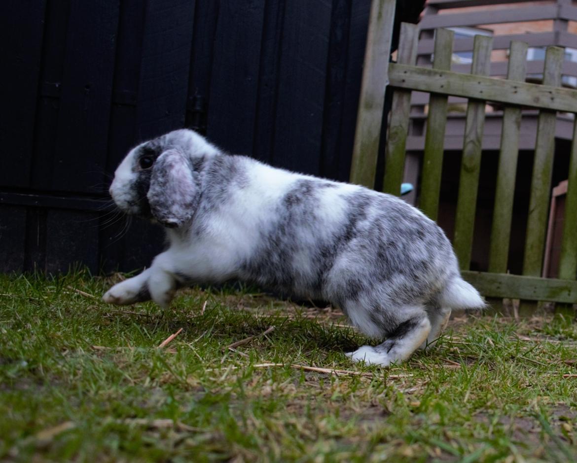 Kanin Chippo billede 10