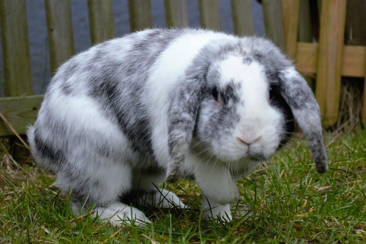 Kanin Chippo billede 7