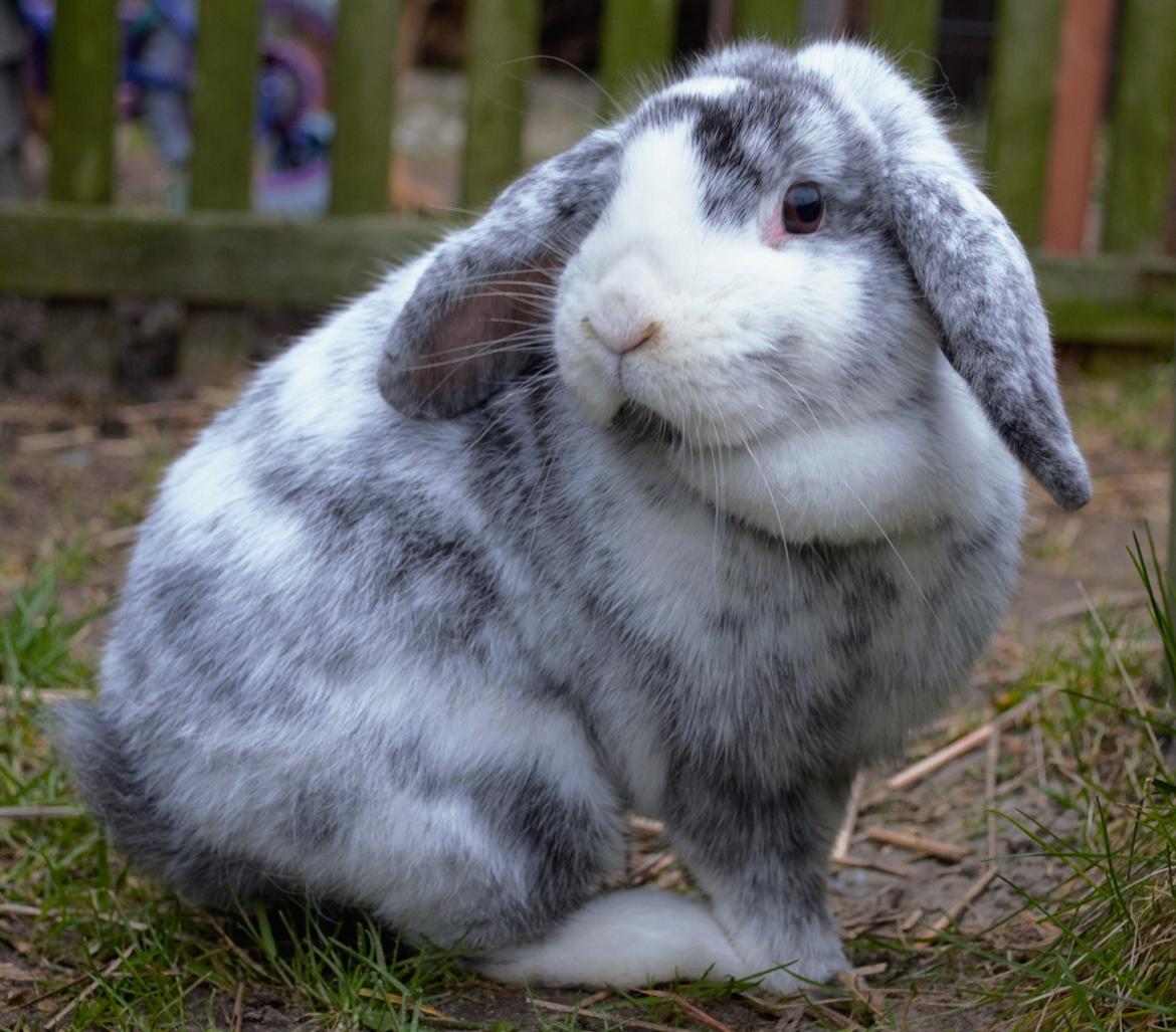 Kanin hope billede 1
