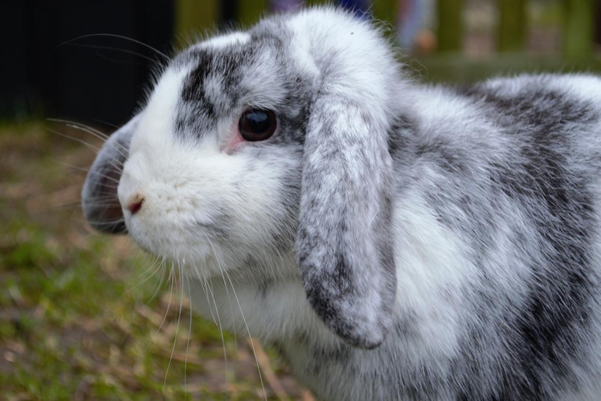 Kanin hope billede 2