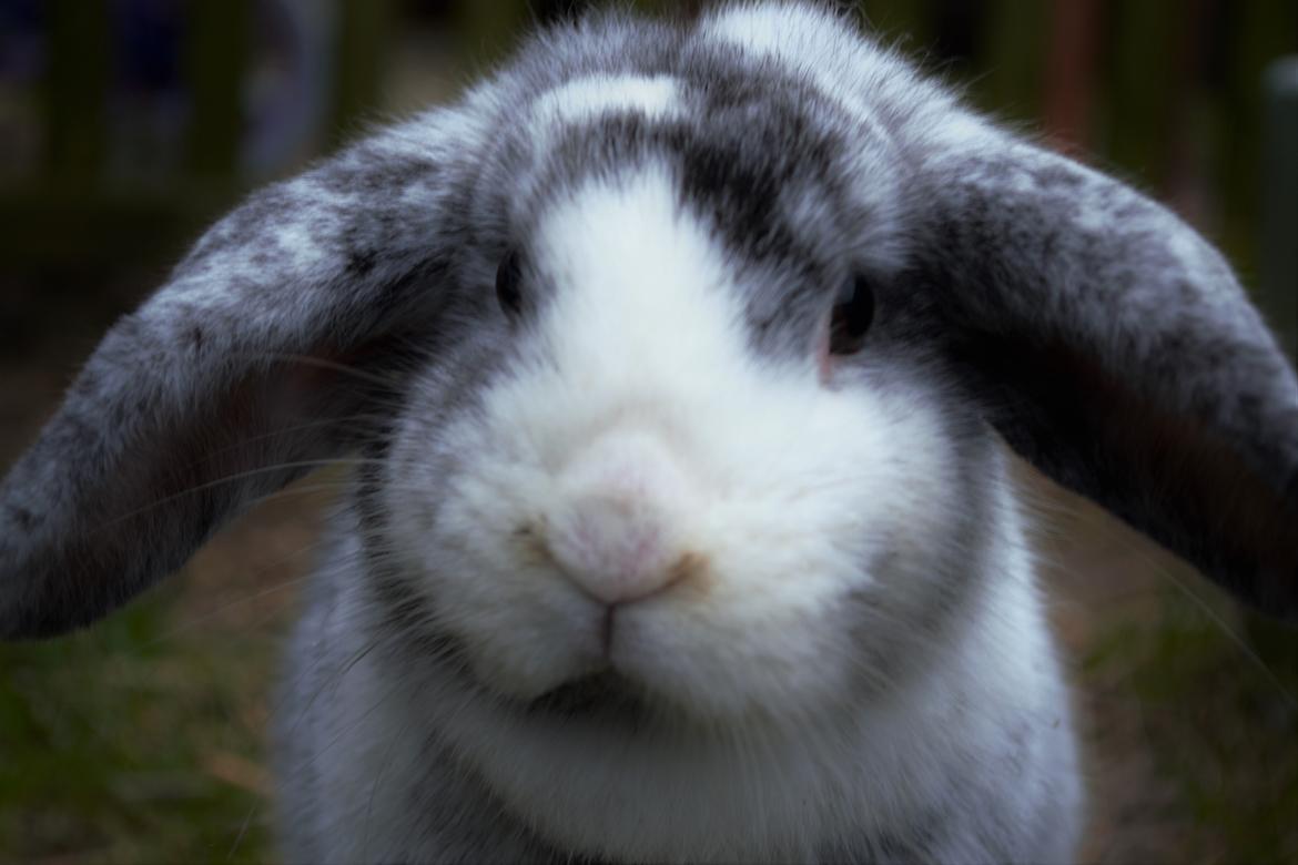 Kanin hope billede 3