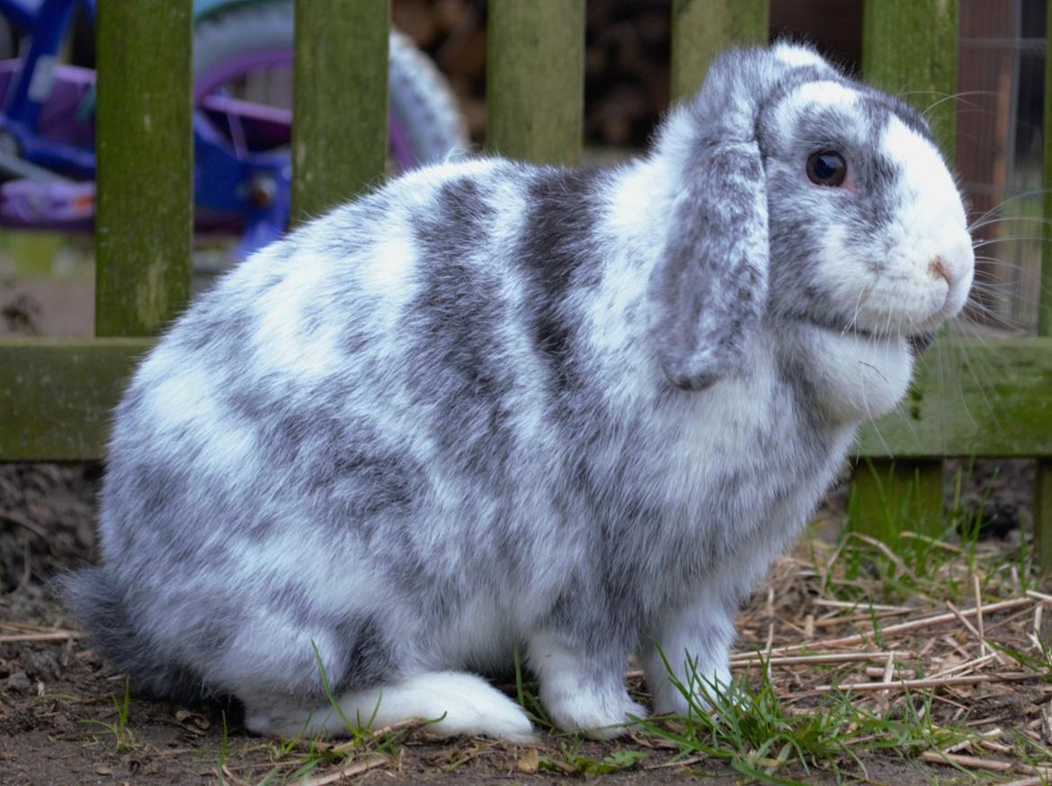 Kanin hope billede 4