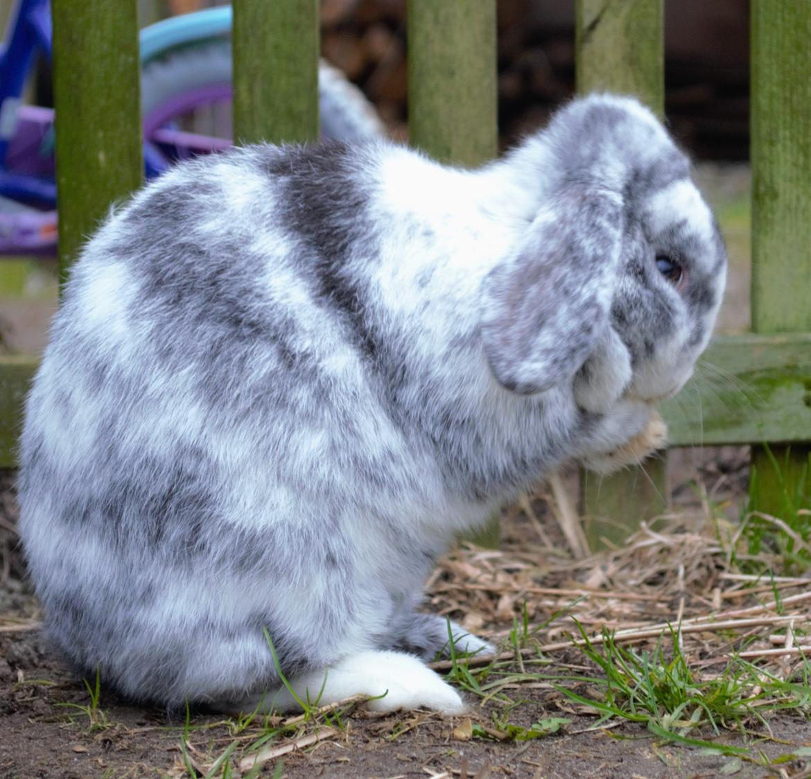 Kanin hope billede 5