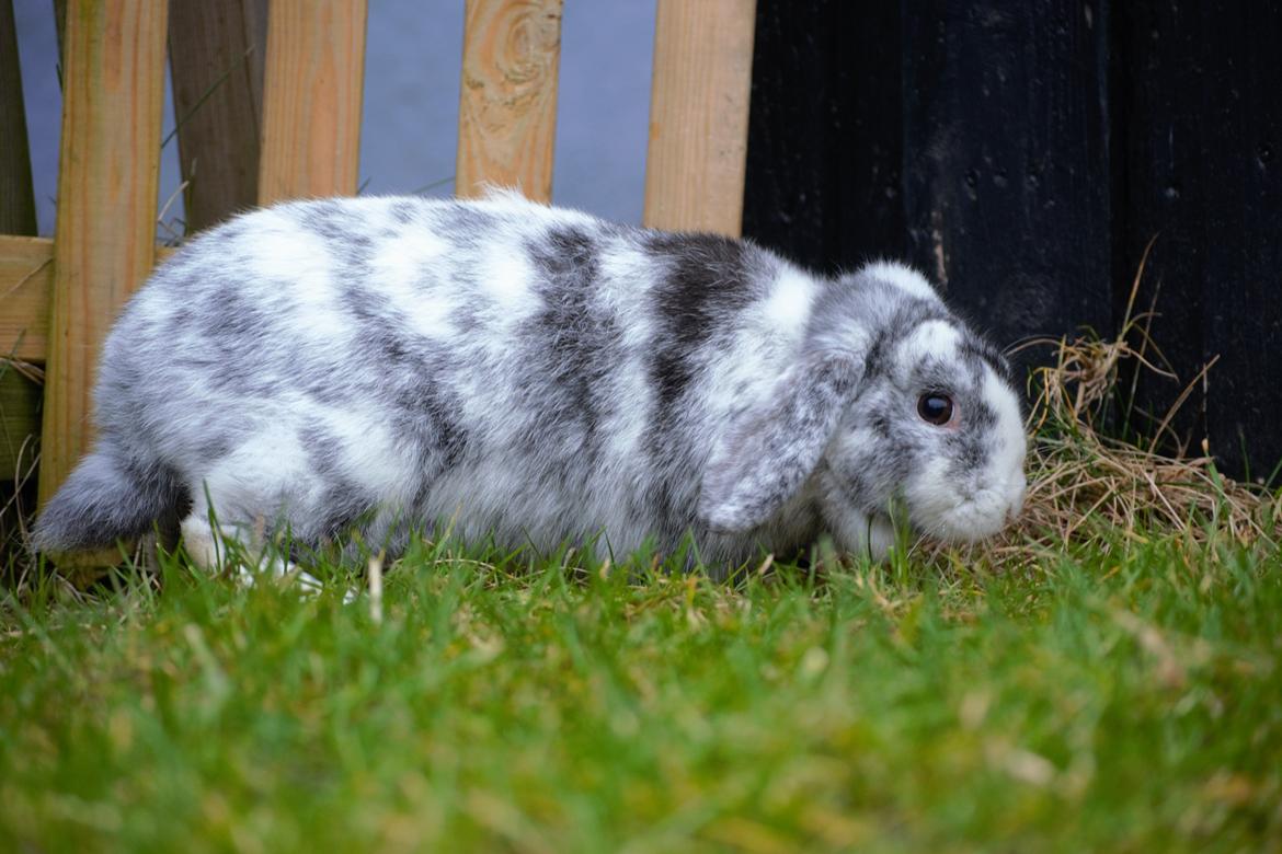 Kanin hope billede 6