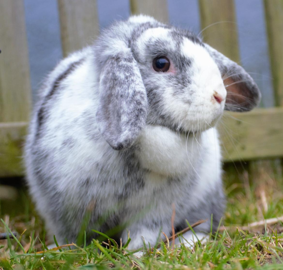 Kanin hope billede 7