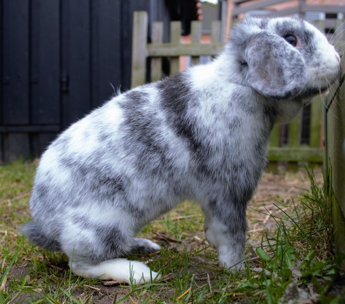 Kanin hope billede 8