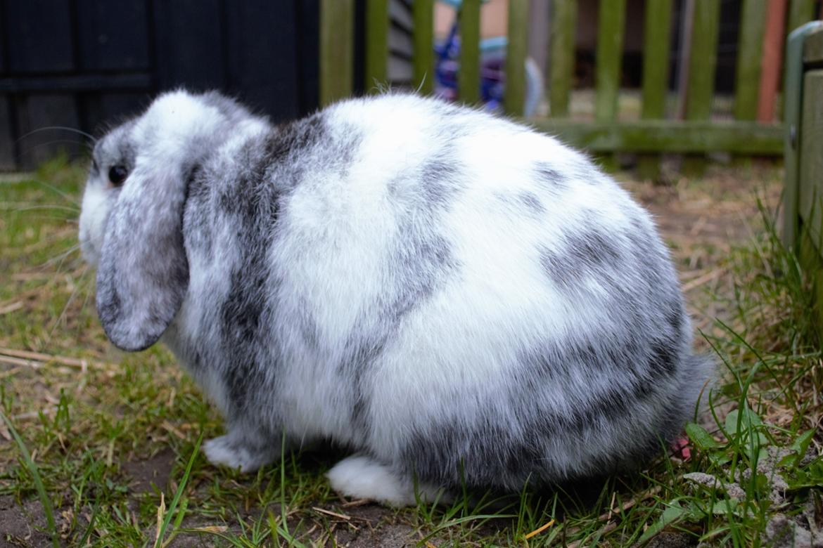Kanin hope billede 9
