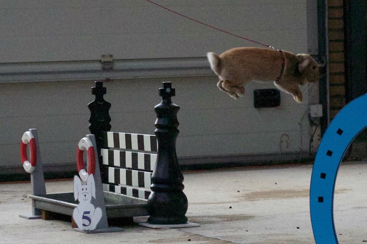 Kanin Oceans SCh. Playa Vargas af Sofiagården billede 20