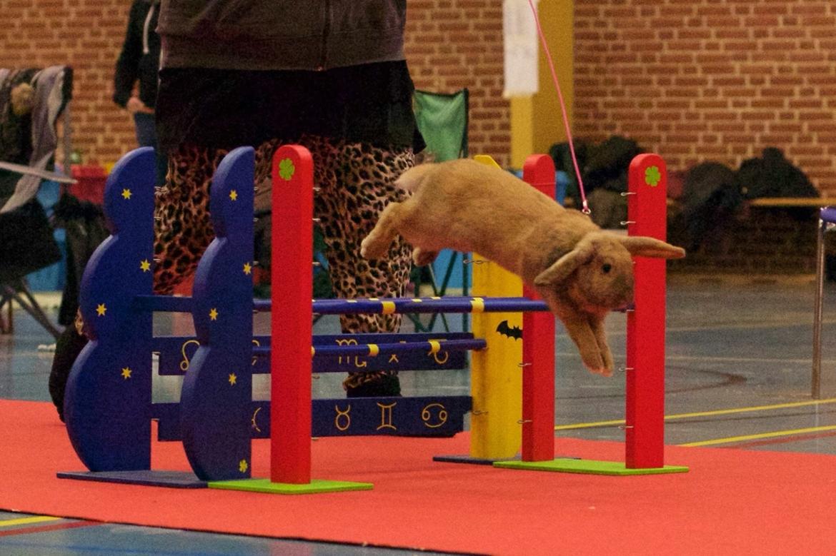 Kanin Oceans SCh. Playa Vargas af Sofiagården billede 19