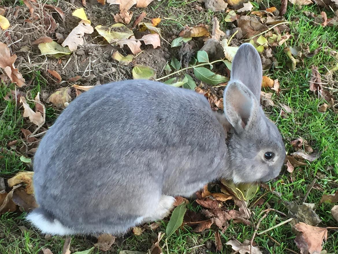 Kanin Solsikke billede 1