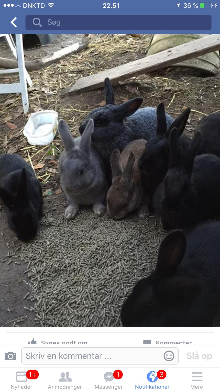 Kanin Solsikke billede 3