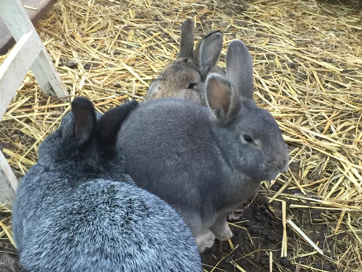 Kanin Solsikke billede 4