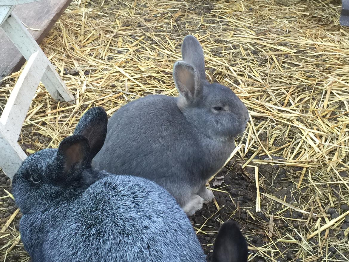 Kanin Solsikke billede 5