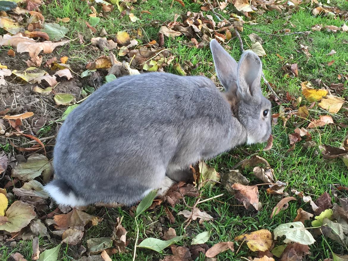 Kanin Solsikke billede 2
