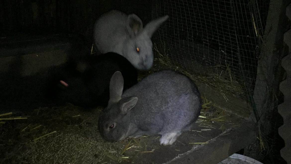 Kanin Solsikke billede 7