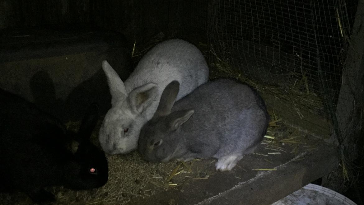 Kanin Solsikke billede 8