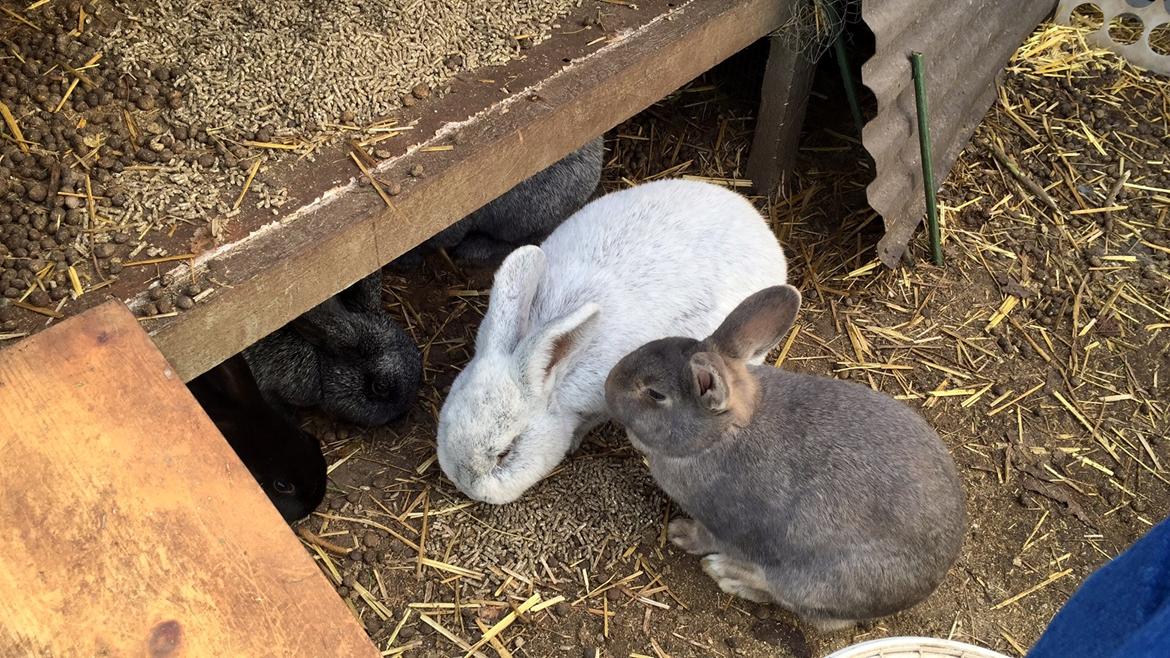 Kanin Solsikke billede 9