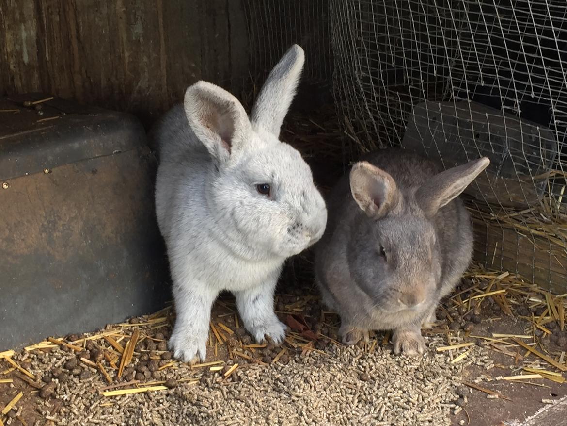 Kanin Solsikke billede 10