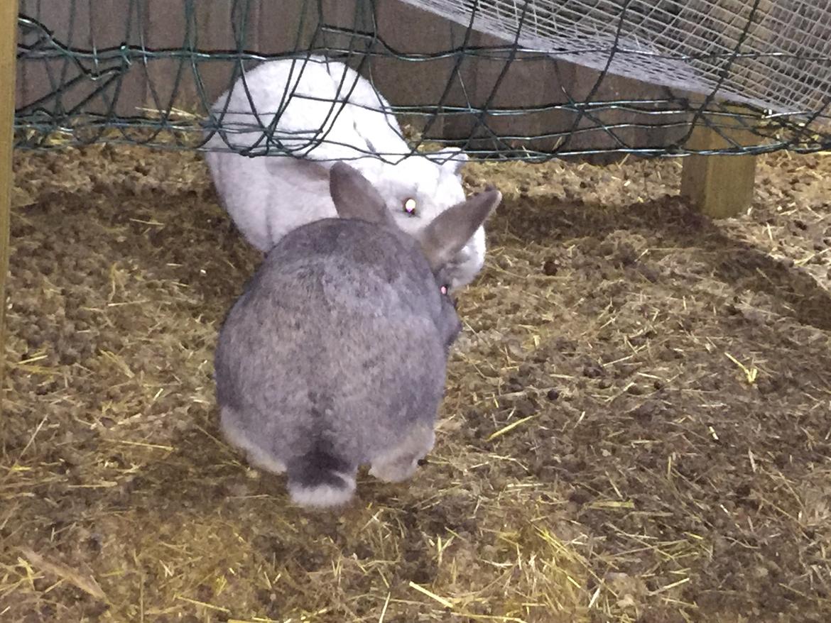 Kanin Solsikke billede 6