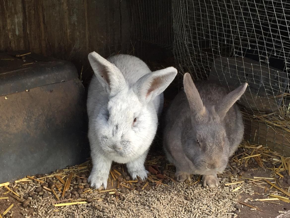 Kanin Solsikke billede 11