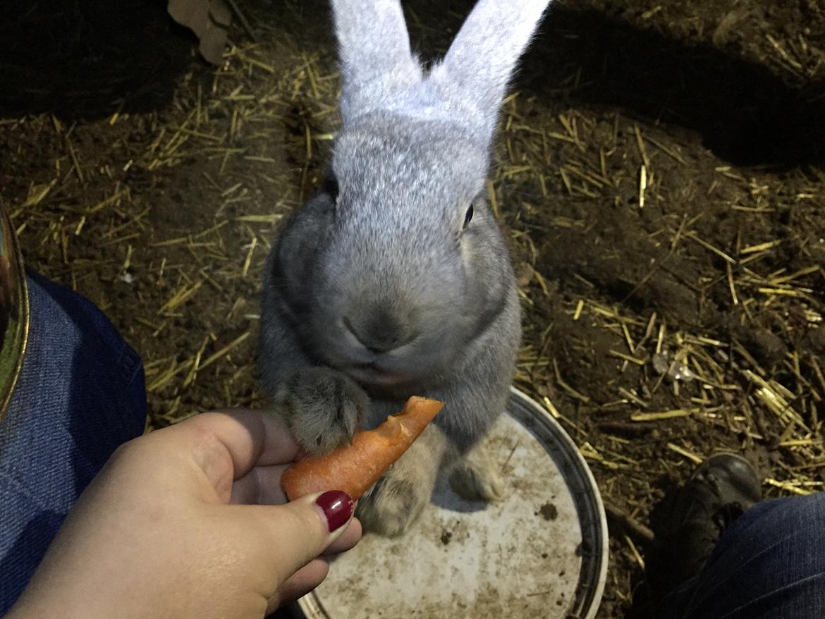 Kanin Solsikke billede 12