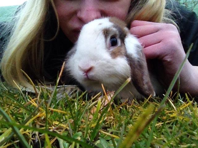 Kanin Hero billede 8