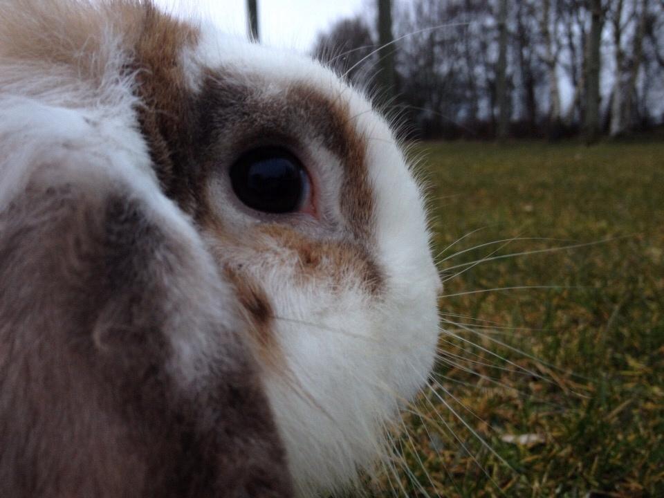 Kanin Hero billede 7