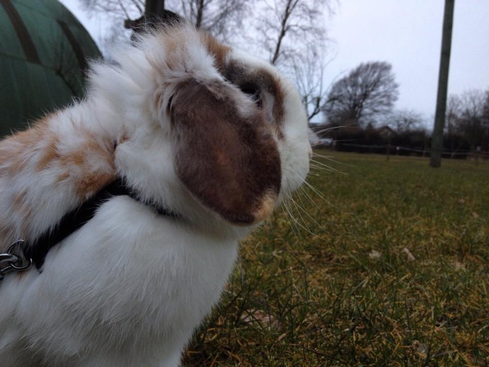 Kanin Hero billede 9