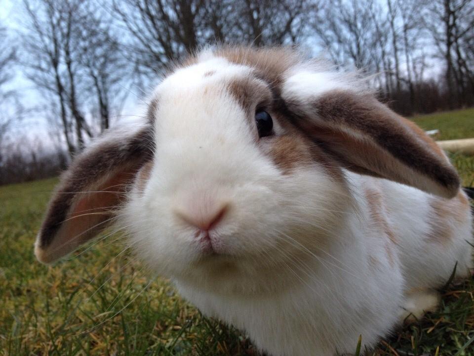 Kanin Hero billede 11