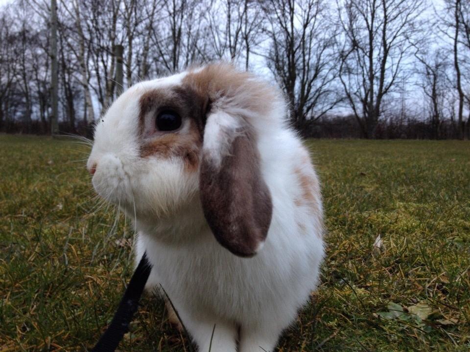 Kanin Hero billede 13