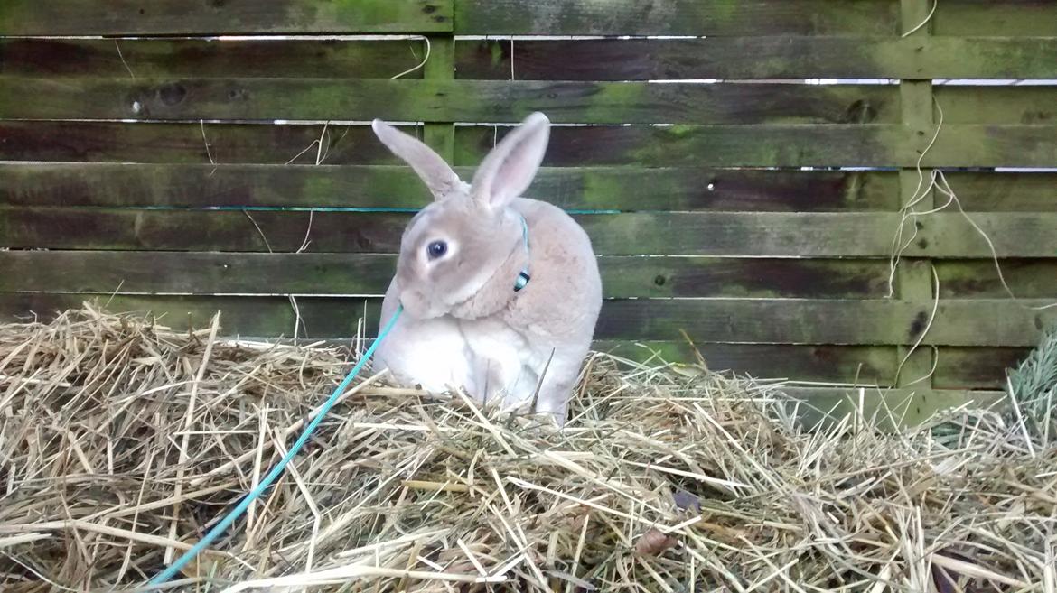 Kanin Frida Lullu billede 1