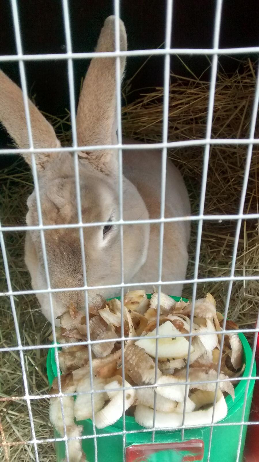 Kanin Frida Lullu billede 2