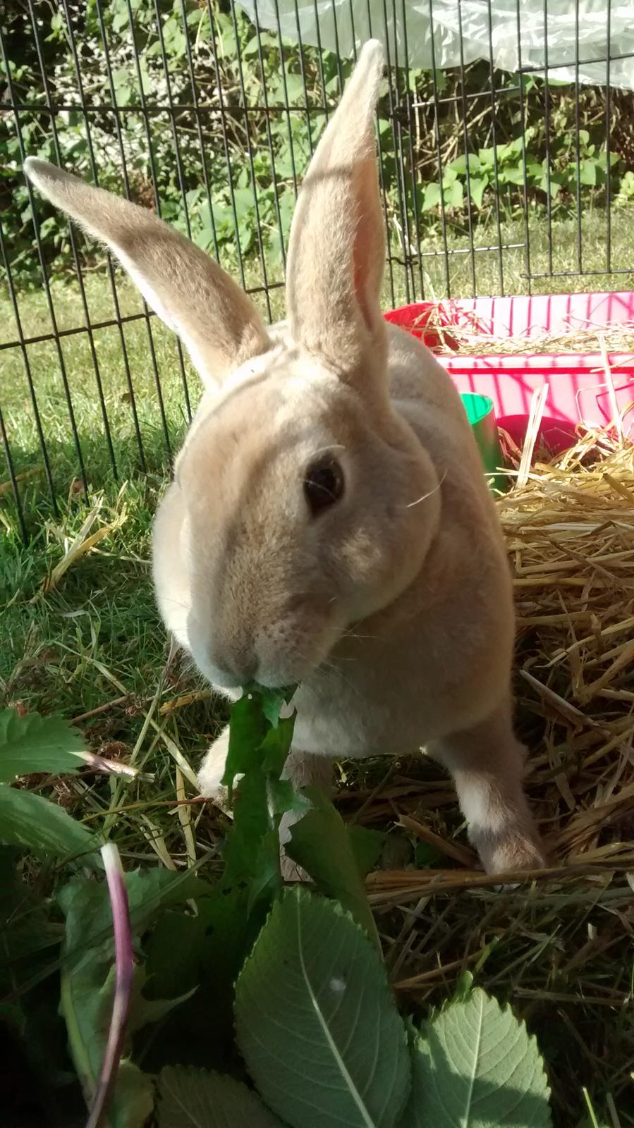 Kanin Frida Lullu billede 3