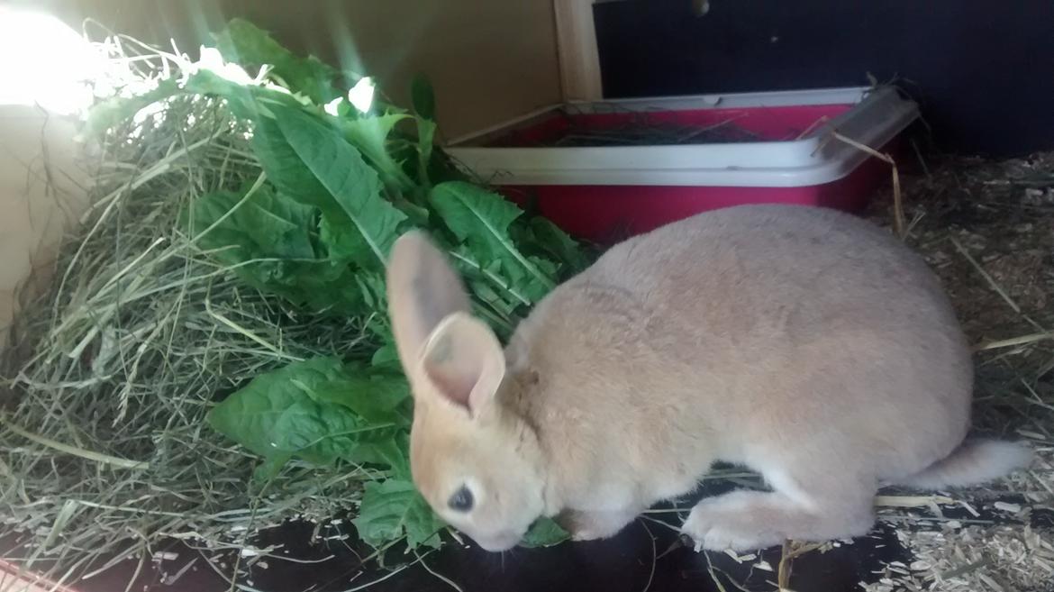 Kanin Frida Lullu billede 4