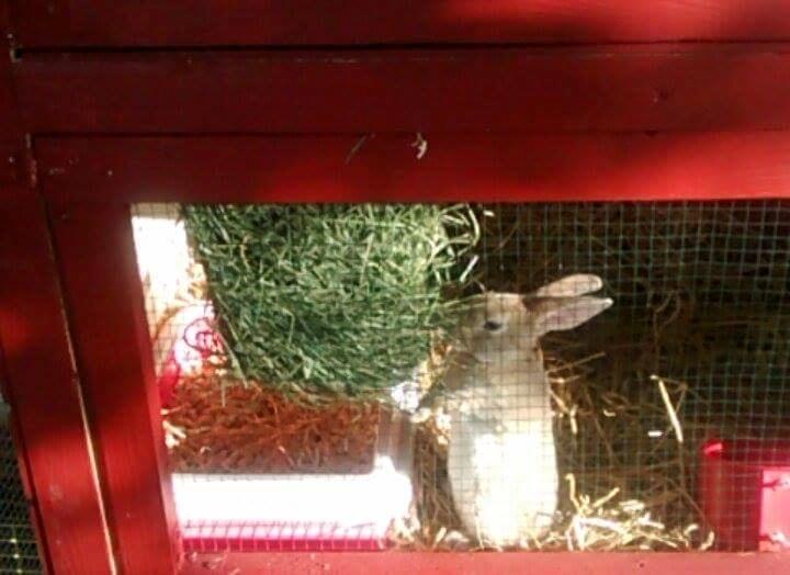 Kanin Frida Lullu billede 5