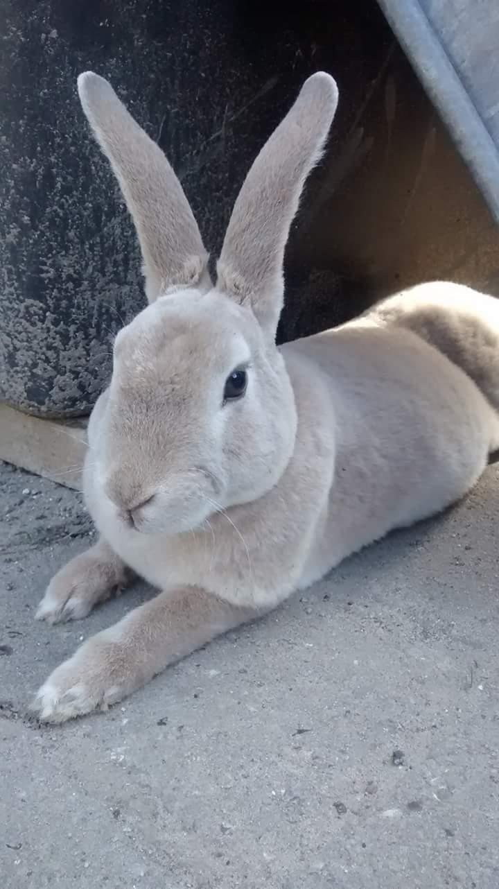 Kanin Frida Lullu billede 7