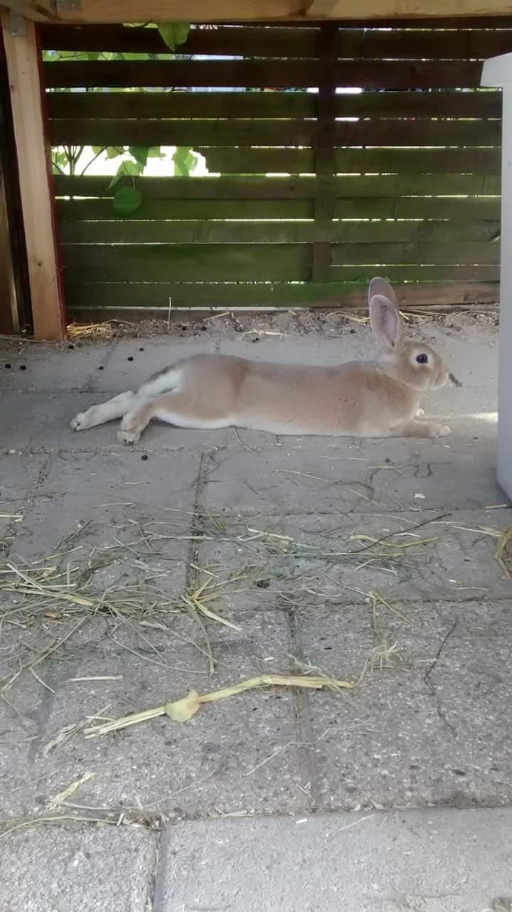 Kanin Frida Lullu billede 8