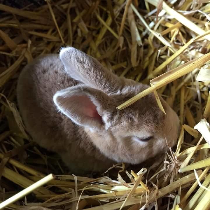 Kanin Frida Lullu billede 9