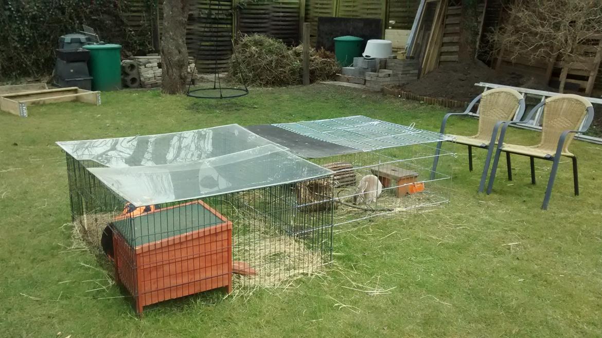 Kanin Frida Lullu billede 10