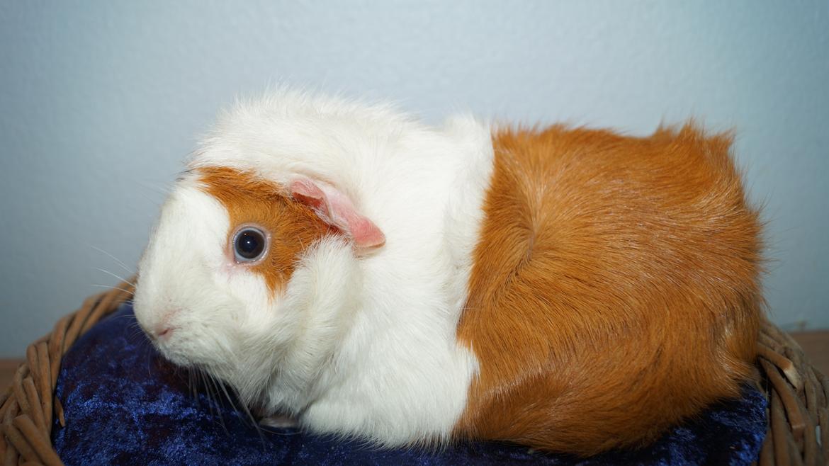 Marsvin Urzula billede 5