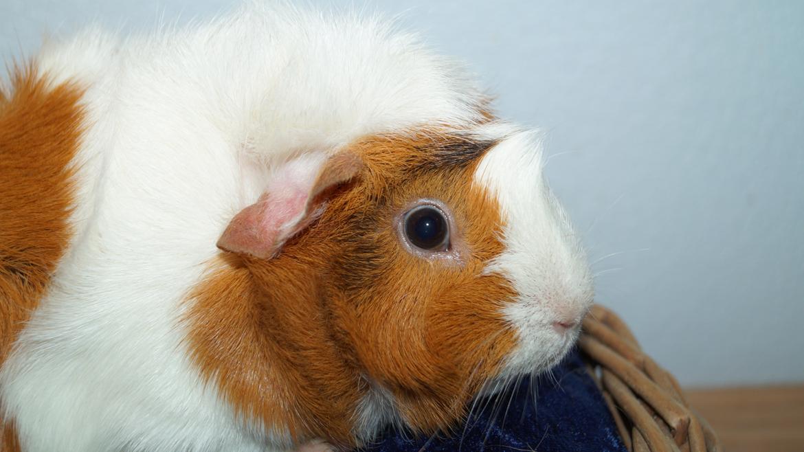 Marsvin Urzula billede 7