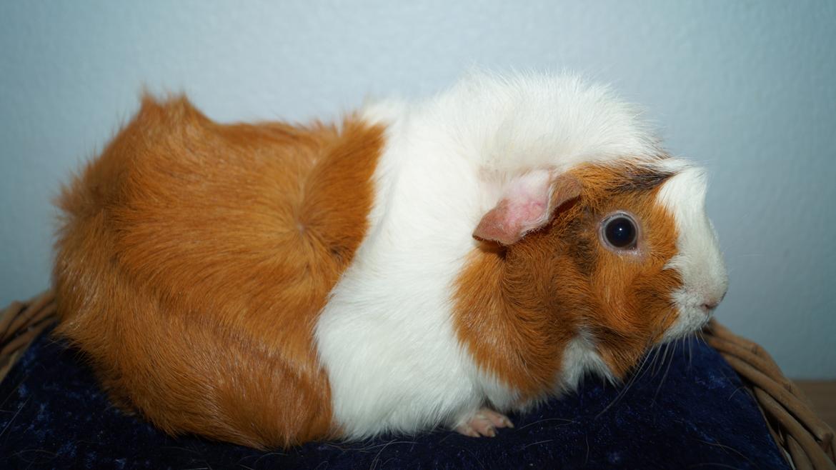 Marsvin Urzula billede 6