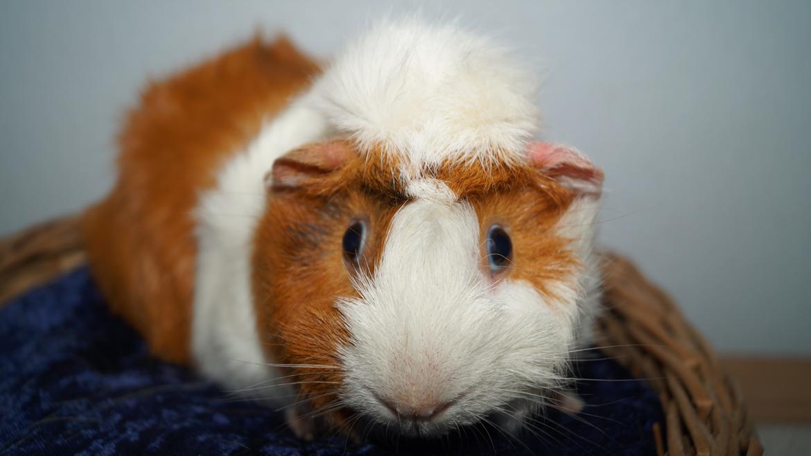 Marsvin Urzula billede 8