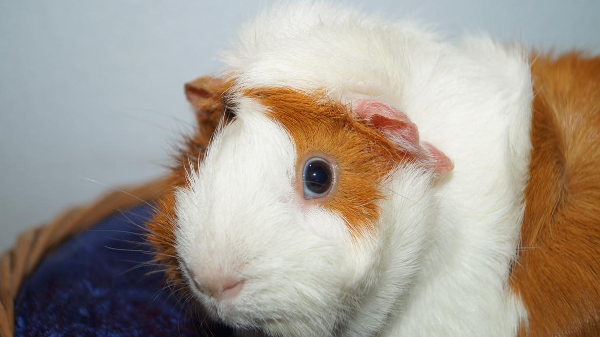 Marsvin Urzula billede 9