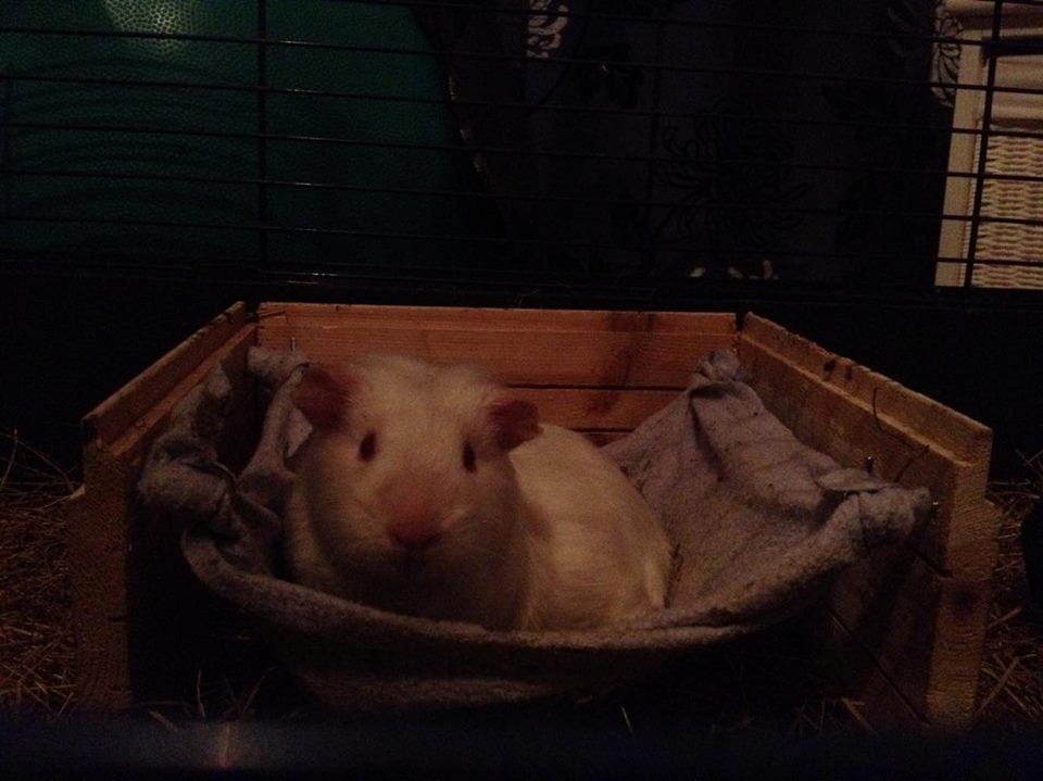 Marsvin Minnie billede 6