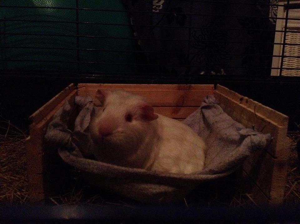 Marsvin Minnie billede 7