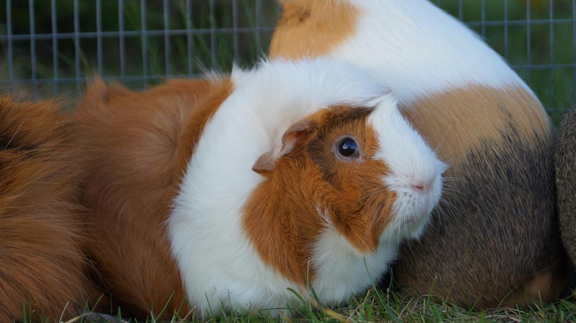 Marsvin Urzula billede 1