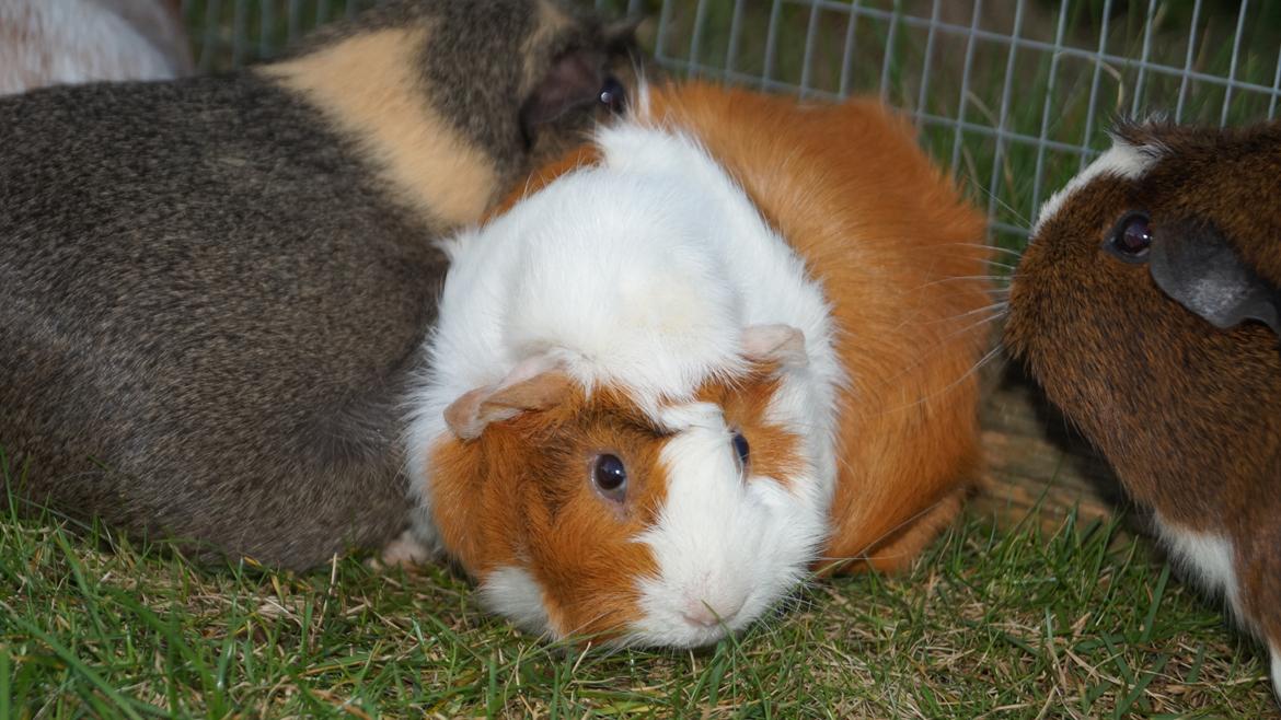 Marsvin Urzula billede 4