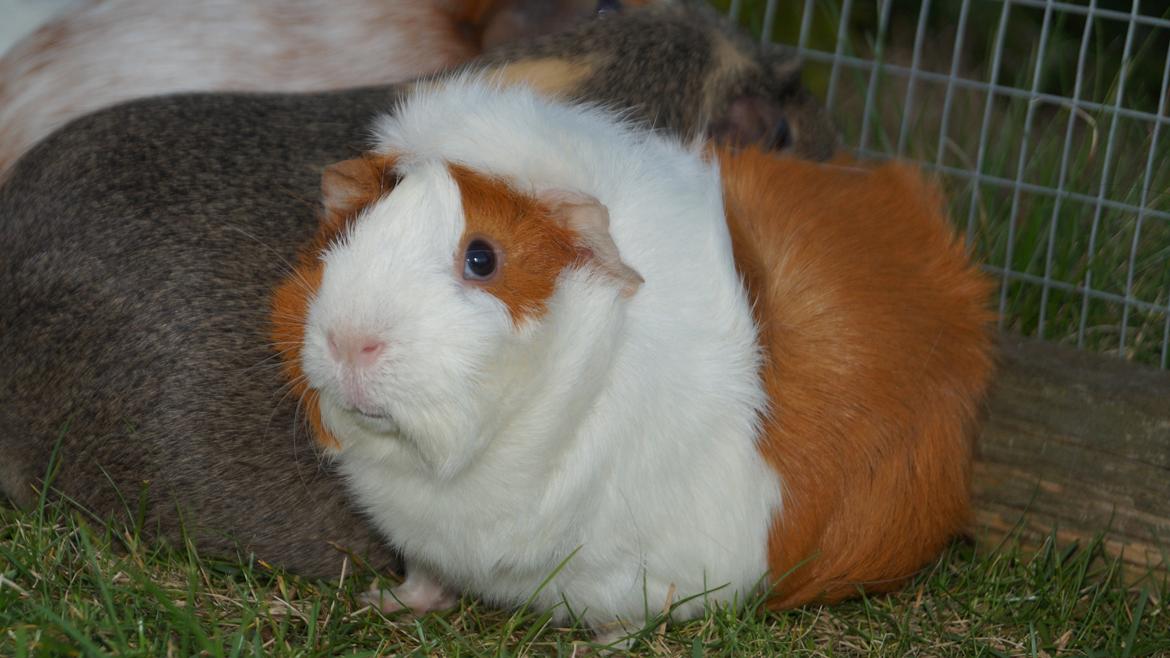 Marsvin Urzula billede 2